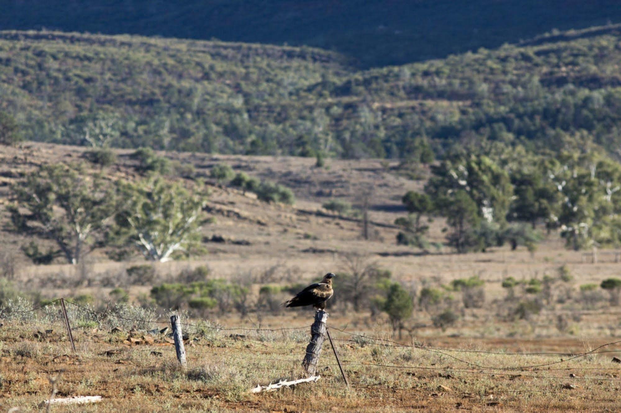 ホテル Rawnsley Park Station Flinders Ranges エクステリア 写真